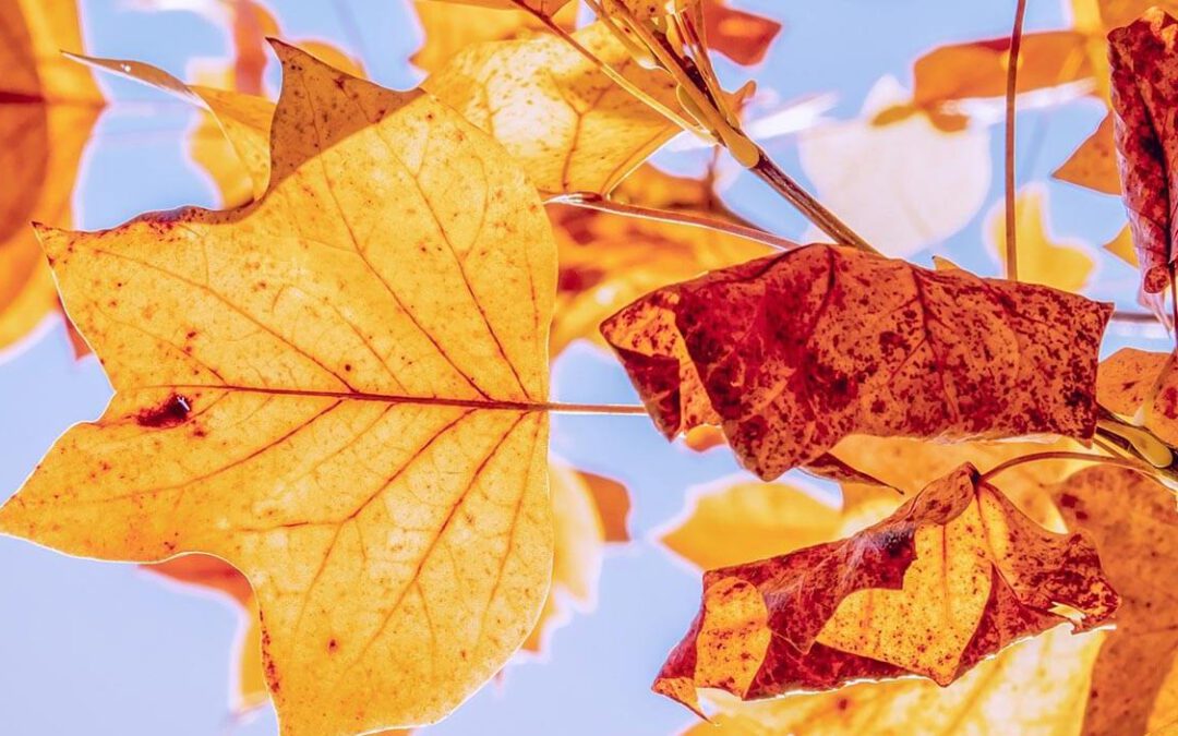 NadU auf dem Herbstmarkt am 24.10.2020