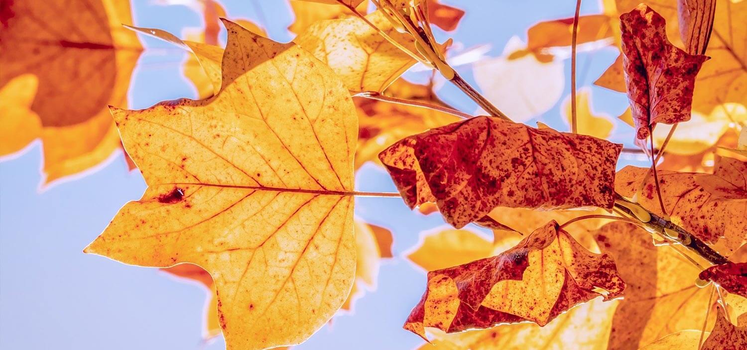 Nadu auf dem Herbstmarkt