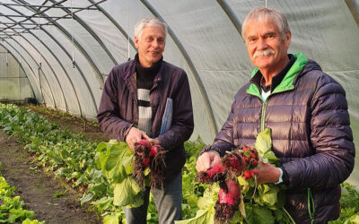 Schon gewusst? Tomate & Rettich