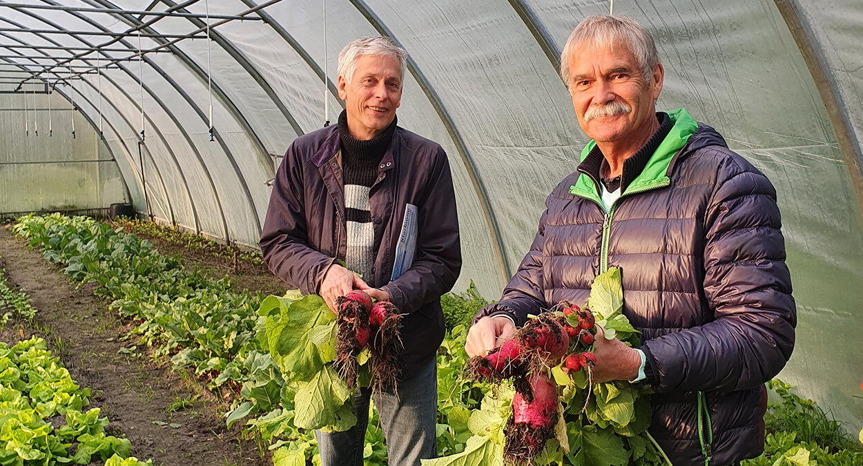 Verkauf der Tomatenpflanzen